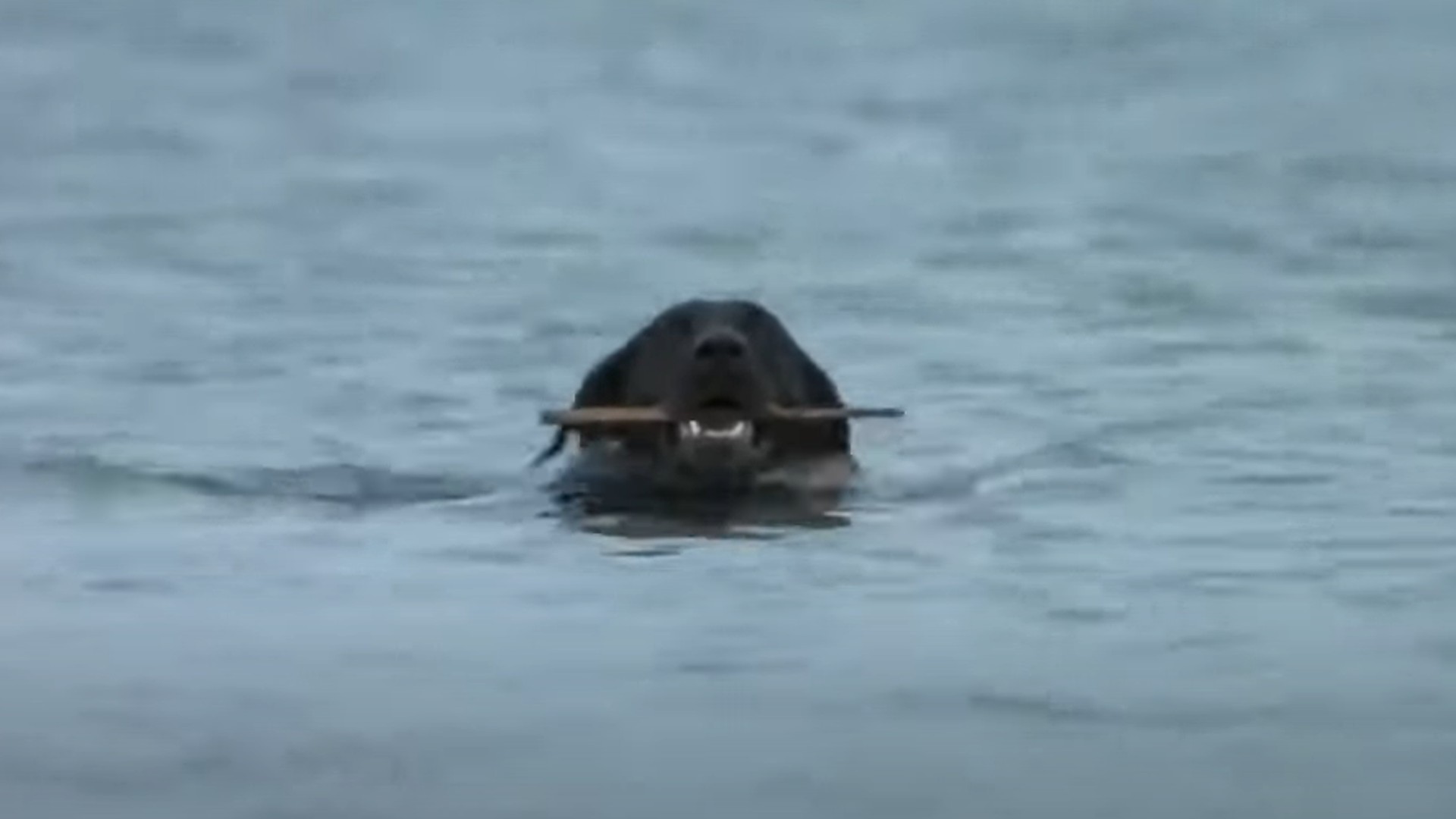 Pipit le chien dans Les Dents de la Mer