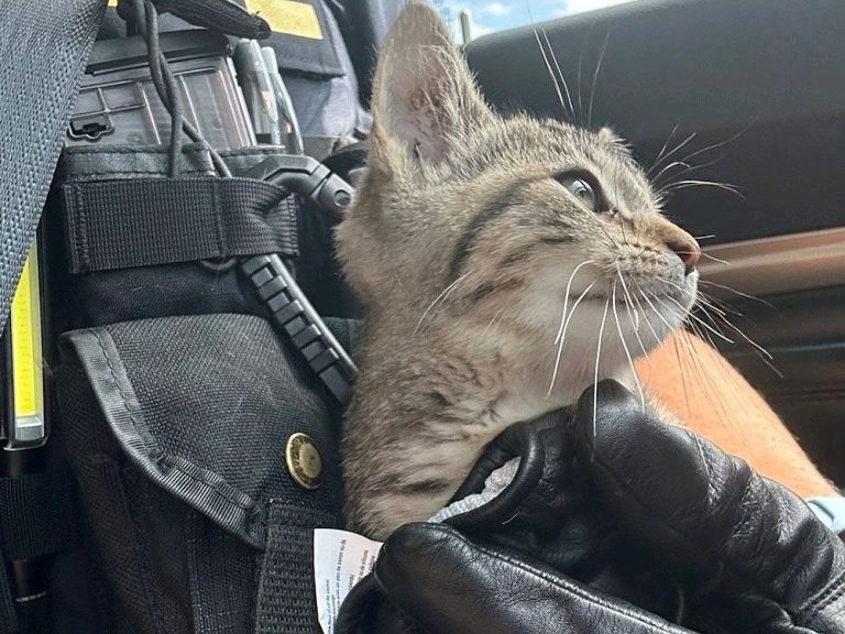 Un agent de la Police provinciale de l’Ontario sauve un chaton curieux sur le bord d’une autoroute très fréquentée