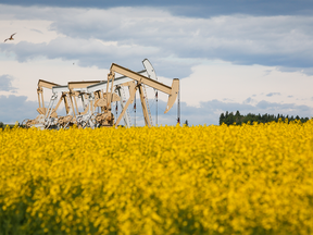 Crics de pompe à huile dans un champ de canola