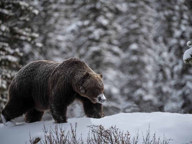 Le prolifique grizzli « The Boss » s’est évanoui après s’être régalé d’arbres fruitiers à Banff