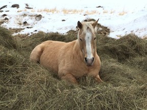 Chevaux de l'Alberta