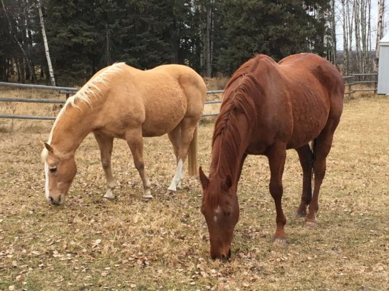 L’abattage des chevaux sauvages en Alberta demeure un outil de gestion de la population