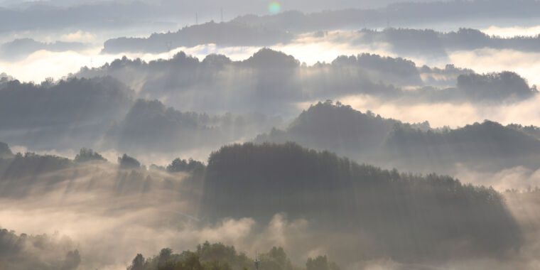 Une révélation sur les arbres perturbe les calculs climatiques