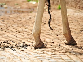 Pattes arrière et queue de girafe avec crottes ou pellets.