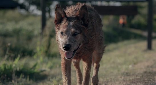 Comment Pet Sematary : le réalisateur de Bloodlines a trouvé la trame de fond d'un classique de Stephen King [Exclusive Interview]