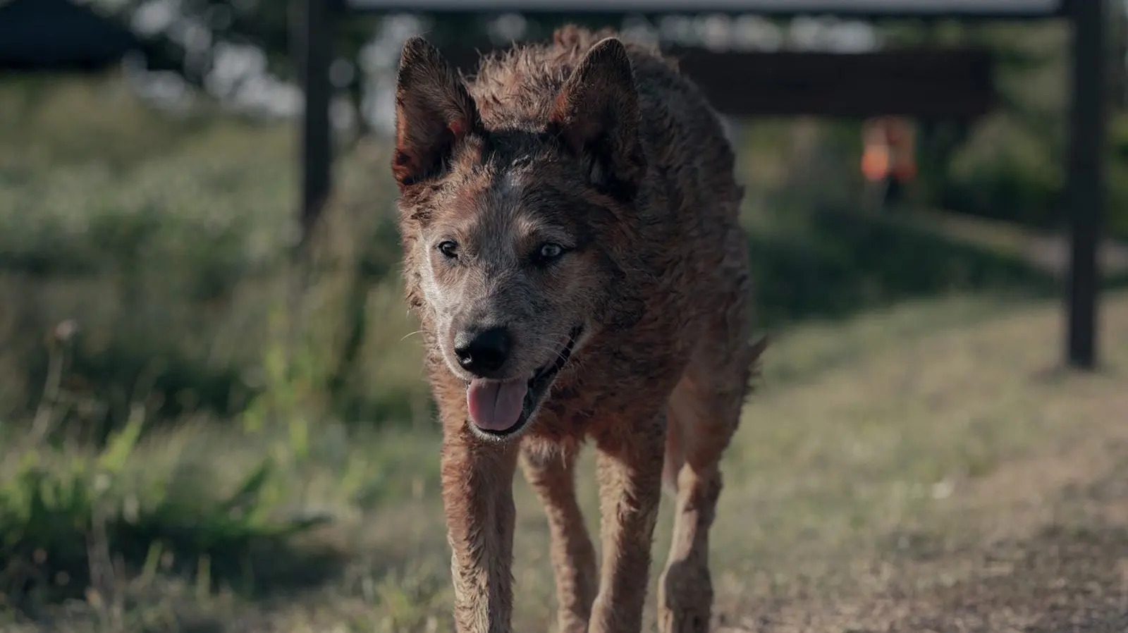 Comment Pet Sematary : le réalisateur de Bloodlines a trouvé la trame de fond d'un classique de Stephen King [Exclusive Interview]
