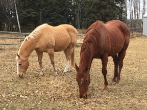 Les chevaux