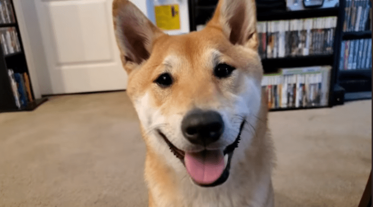 Le prochain Awesome Games Done Quick proposera un speedrun par un Shiba Inu