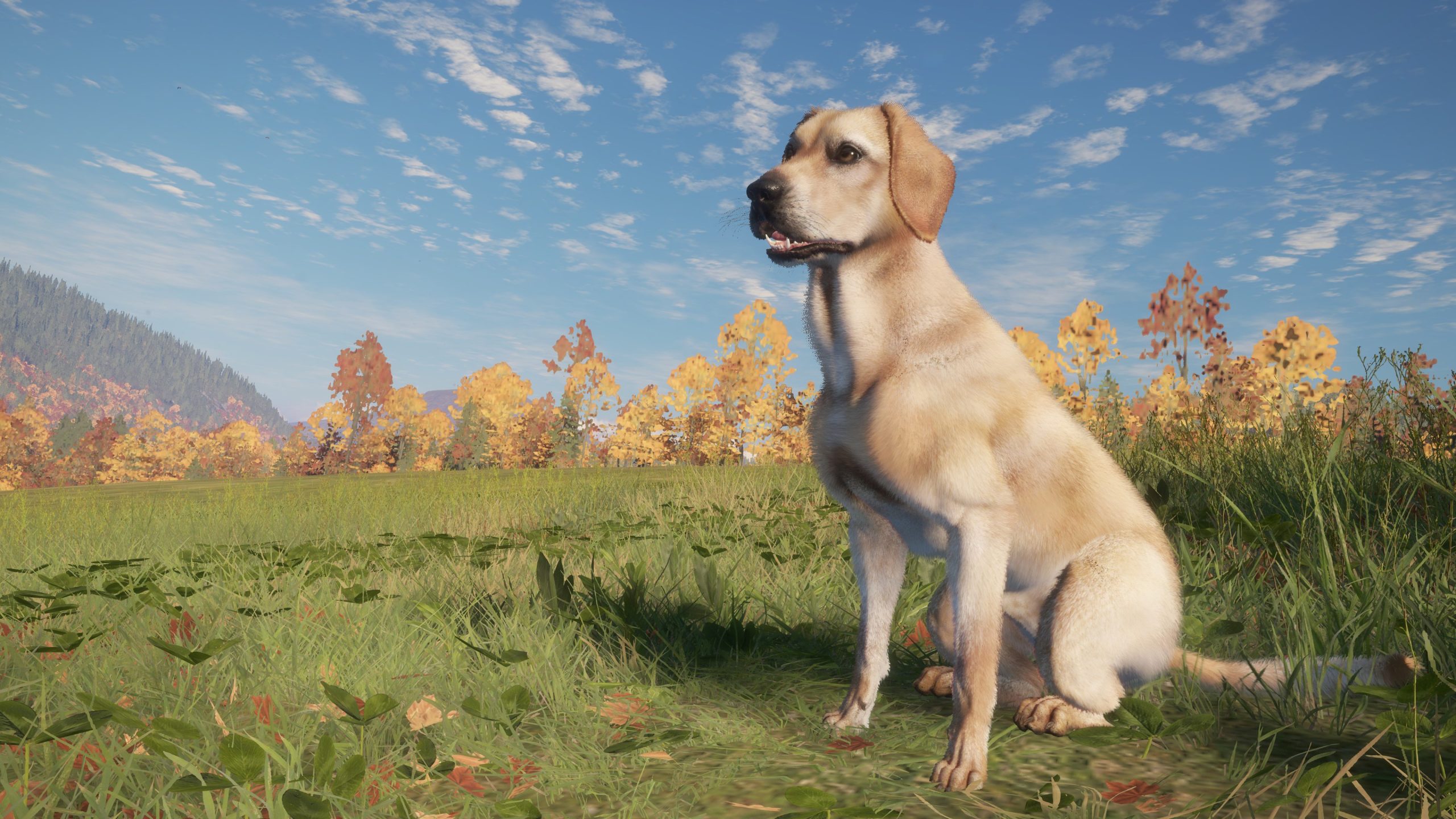 Oui, vous pouvez caresser le chien dans le DLC theHunter: Call of the Wild's Labrador Retriever
