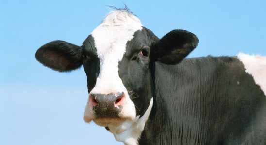 Holstein-Friesian cow, close-up