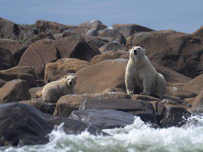 Opinion : Ne vous inquiétez pas, les ours polaires de la baie d’Hudson se portent toujours bien