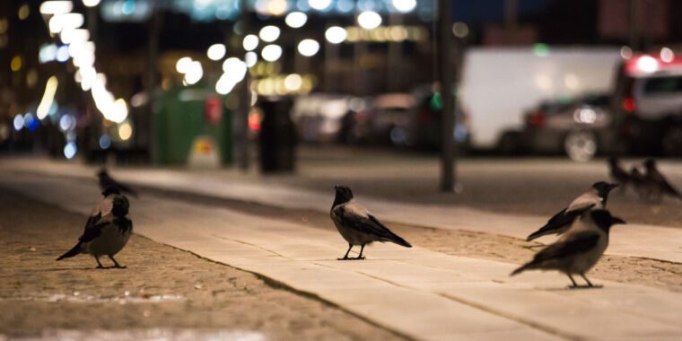 Que se passe-t-il dans le cerveau d’un corbeau lorsqu’il utilise des outils ?