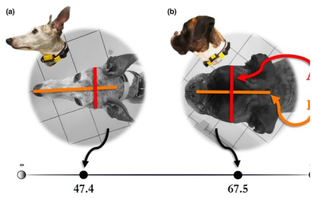 Plus la tête d'un chien est courte, plus le "indice céphalique" (CI).