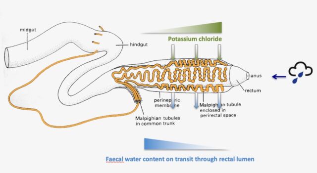 Modèle de l'intérieur du coléoptère et de la manière dont il extrait l'eau de l'air.