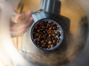 Les grains de café mouillés entrent dans la trémie de broyage.