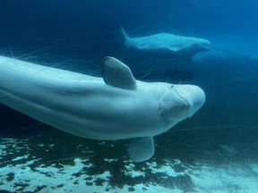 Des bélugas nagent dans un bassin à Marineland à Niagara Falls, en Ontario, le vendredi 9 juin 2023.