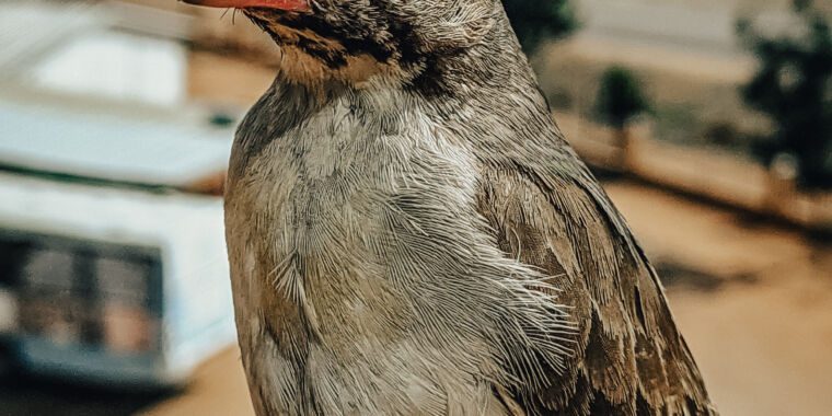 Cet oiseau est comme un GPS pour le miel