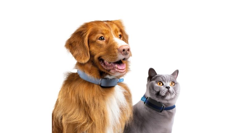 Invoxia propose un nouveau collier intelligent adapté aussi bien aux chats qu’aux chiens