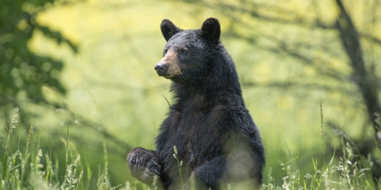 Une étude révèle que les observations de bigfoot sont en corrélation avec les populations d’ours noirs