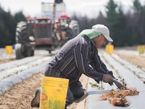 Un travailleur étranger temporaire