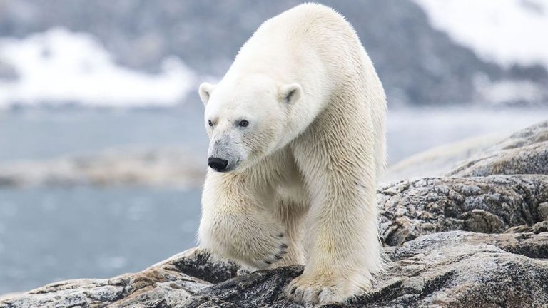 Comment regarder Wild Scandinavia en ligne : diffusez gratuitement la superbe série sur la nature, où que vous soyez