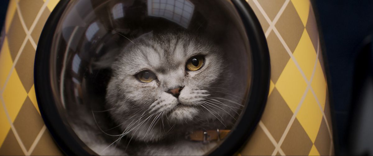 Un chat argenté regarde de travers depuis la fenêtre dans un sac à dos jaune à losanges à Argylle