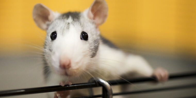 Les scientifiques sont consternés par l’étrange rat IA doté d’énormes organes génitaux dans un article évalué par des pairs