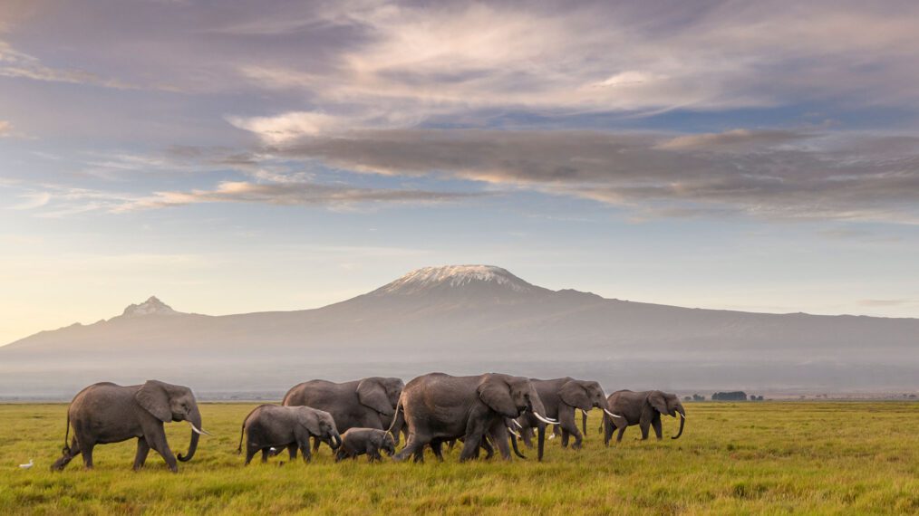 A herd of African elephants walks across the plains of Africa at sunrise, with Mount Kilimanjaro in the background in 