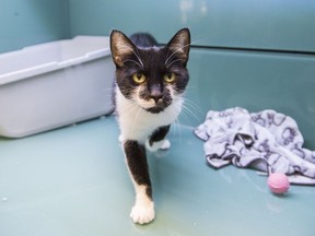 Un chat est exposé dans une animalerie à Montréal, le jeudi 8 août 2019.