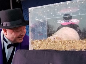 Le maire de South Bruce Peninsula, Jay Kirkland, se penche pour s'entretenir avec Wiarton Willie lors des festivités du Jour de la marmotte à Wiarton, en Ontario, le 2 février 2024.