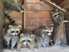 Les ratons laveurs sont montrés au centre de sauvetage et de réadaptation des ratons laveurs de la troisième chance de Mally sur une photo distribuée.