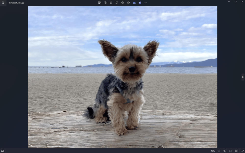 Photo d'un chien sur fond de plage.