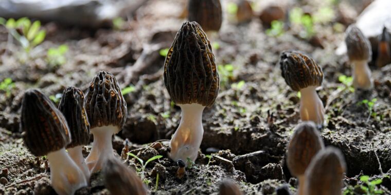 L’épidémie mortelle de morilles met en évidence de grandes lacunes dans les connaissances sur les champignons