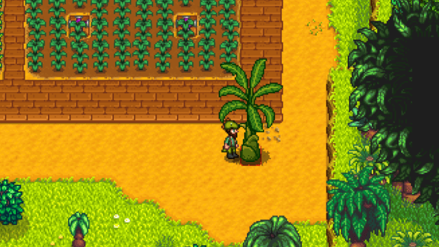 Bananier à Stardew Valley