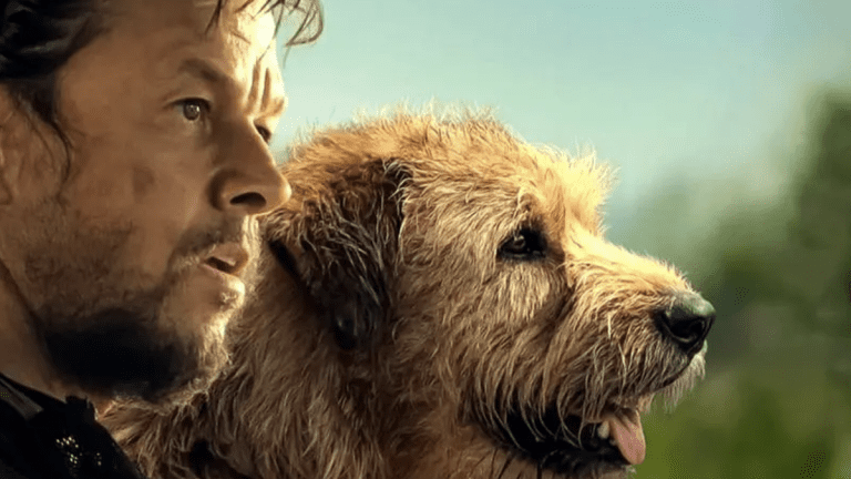 Bien sûr, j'ai dû demander à Ali Suliman d'Arthur le Roi : "Qui est le meilleur co-star : le chien ou Mark Wahlberg ?"
