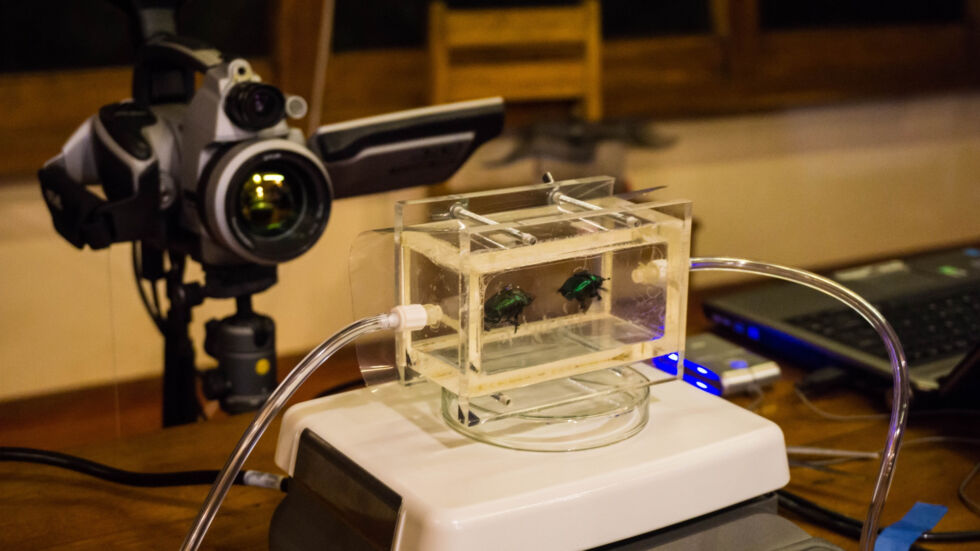 En plus d’obtenir l’ADN des coléoptères, les chercheurs les utilisent également comme sujets de test pour des études métaboliques.