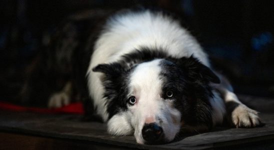 Le chien le plus mignon des Oscars 2024 ne serait pas présent à la cérémonie et les fans sont énervés