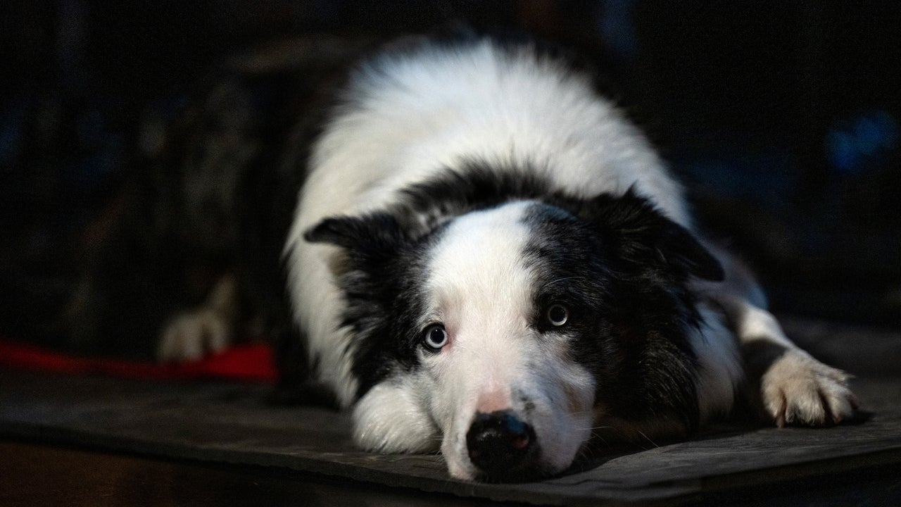 Le chien le plus mignon des Oscars 2024 ne serait pas présent à la cérémonie et les fans sont énervés
