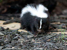 L’invasion printanière des mouffettes pue mais de courte durée à Edmonton