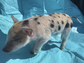 Cette photo fournie par les saints de Saint-Paul montre un cochon nommé Ozempig.