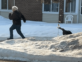 Un meurtre sans précédent : un dindon sauvage traquant Louiseville abattu avec une fronde