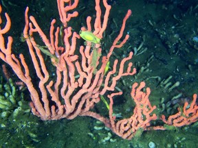 Des poissons nagent au milieu du corail rose dans le récif Lophelia, situé dans le canal Finlayson de la côte de la Colombie-Britannique, à environ 500 kilomètres au nord-ouest de Vancouver, sur une photo non datée.