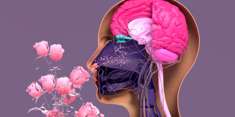 La science de l’odorat est parfumée de sous-molécules