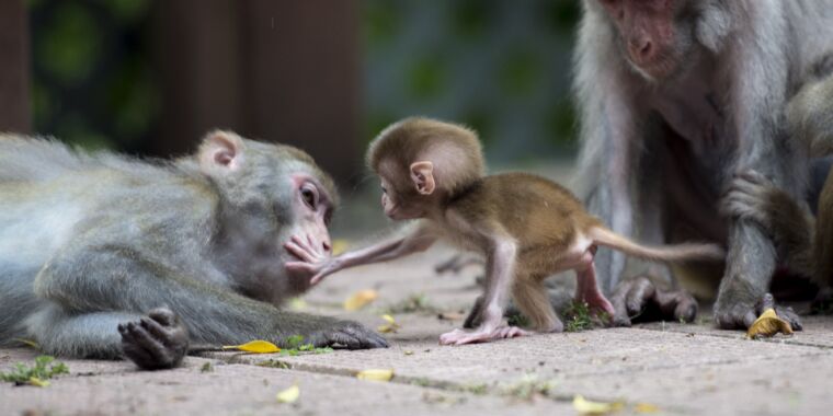 Une rencontre avec un singe à Hong Kong amène un homme aux soins intensifs avec un virus rare et mortel