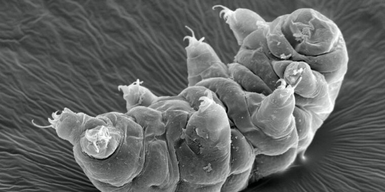 Des études révèlent de nouveaux indices sur la façon dont les tardigrades peuvent survivre à des radiations intenses