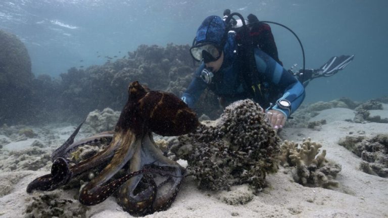 "Les secrets de la pieuvre" plonge en profondeur dans le monde des animaux fascinants
