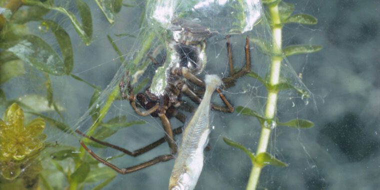 Les araignées aquatiques qui nagent et tournent utilisent des stratégies de survie astucieuses