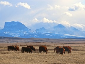 Bétail, prairies et montagnes au loin.