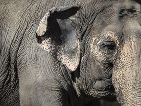 Le comité sénatorial des affaires juridiques a rejeté une motion lui demandant de faire une excursion de 50 000 $ au African Lion Safari, dans le sud de l'Ontario, pour voir l'exposition d'éléphants du zoo, alors qu'il étudie un projet de loi gouvernemental qui interdirait la nouvelle captivité et l'élevage d'éléphants et de grands des singes sans permis prouvant que c'est pour la conservation, la science ou le bien-être de l'animal.  Lucy l'éléphant au zoo d'Edmonton Valley, à Edmonton, le mardi 21 mars 2023.