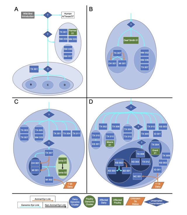 Voies de transmission putatives du clade 2.3.4.4b de l'IAHP H5N1, génotype B3.13, étayées par des liens épidémiologiques, des mouvements d'animaux et une analyse génomique. 